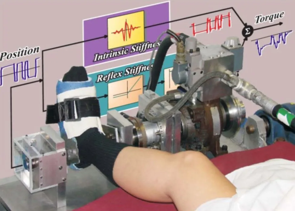 ANKLE-DYNAMICS — Neuromuscular Control